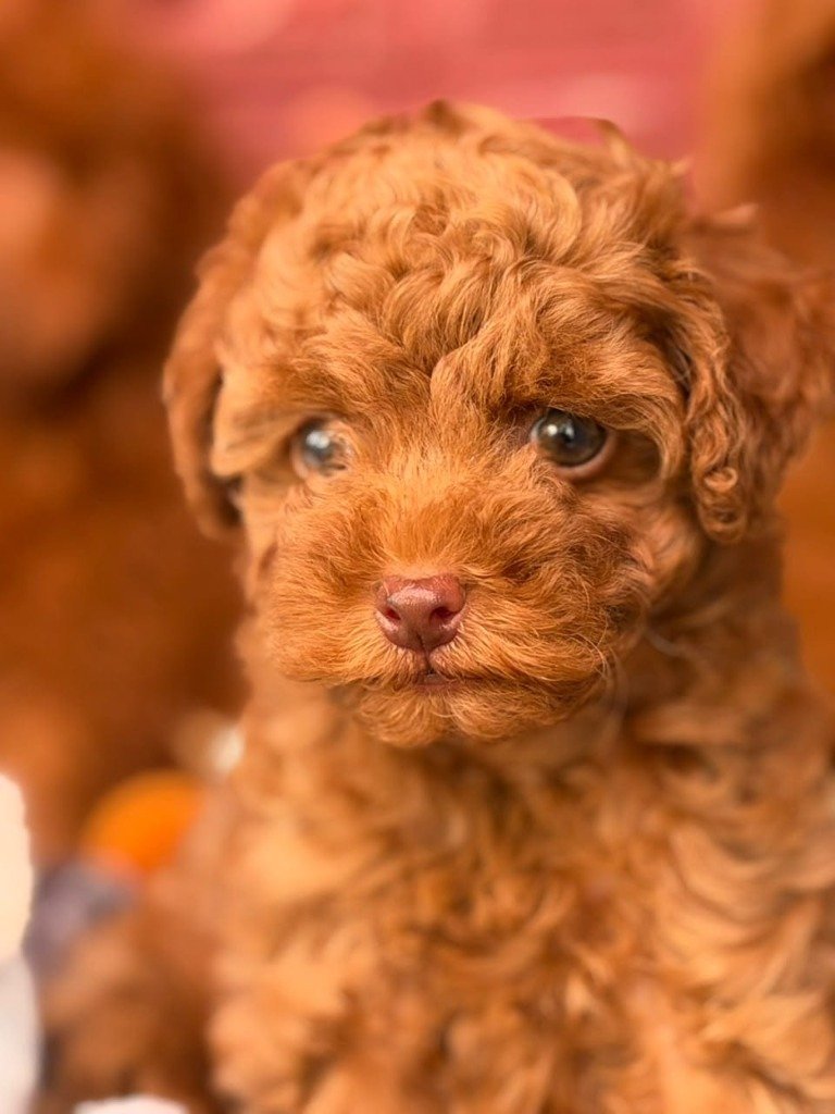 Toy Poodle in Nashik