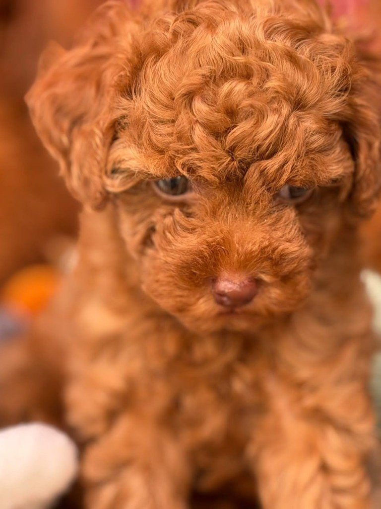 Toy Poodle in Nagpur