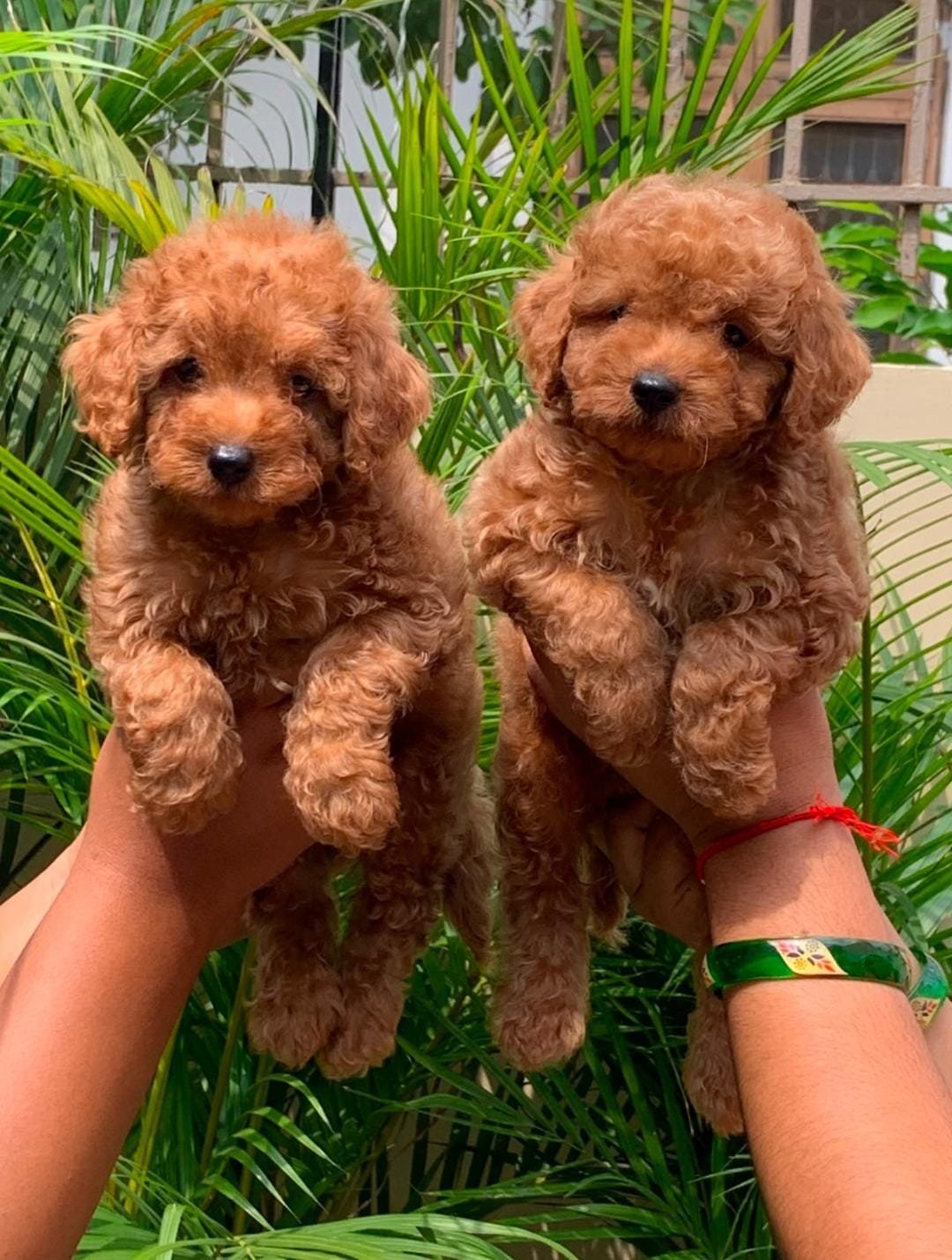 Toy Poodle in Gurgaon (Gurugram)