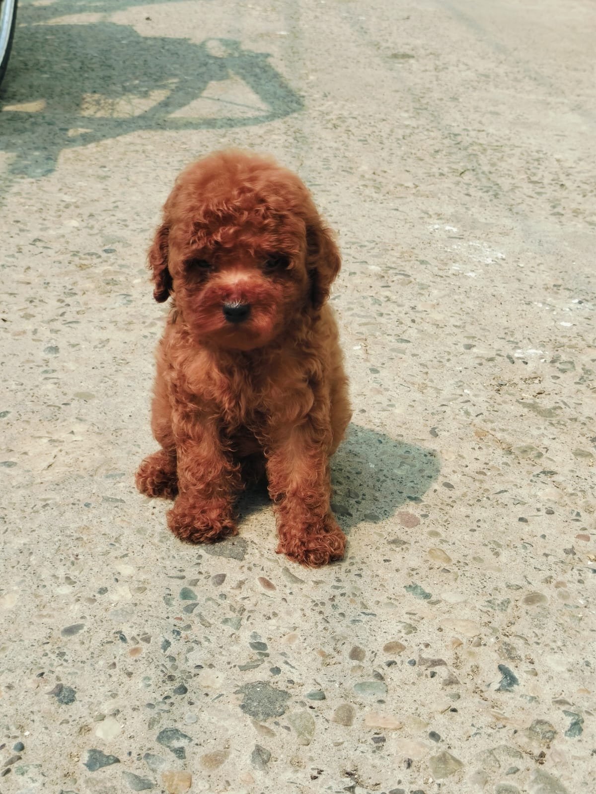 Toy Poodle in Faridabad