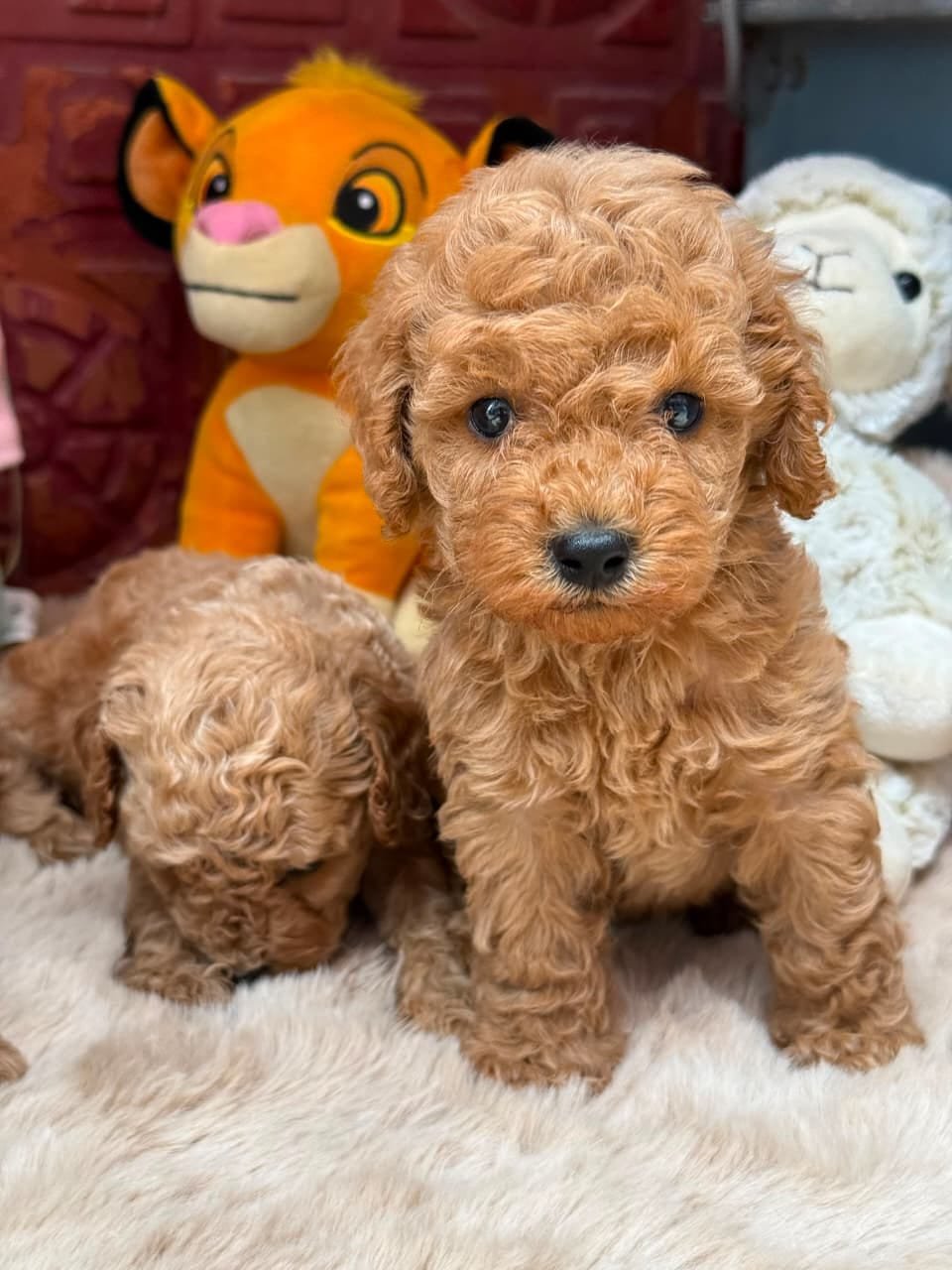 Toy Poodle in Asansol