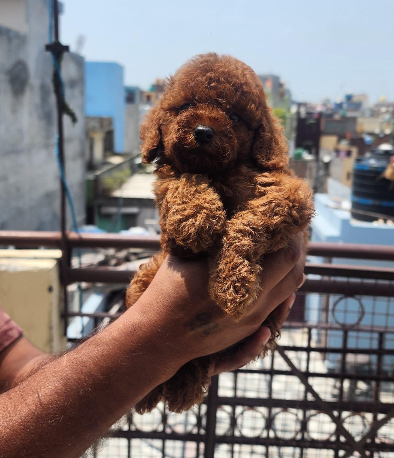 Single cute Toy Poodle puppy on rooftop