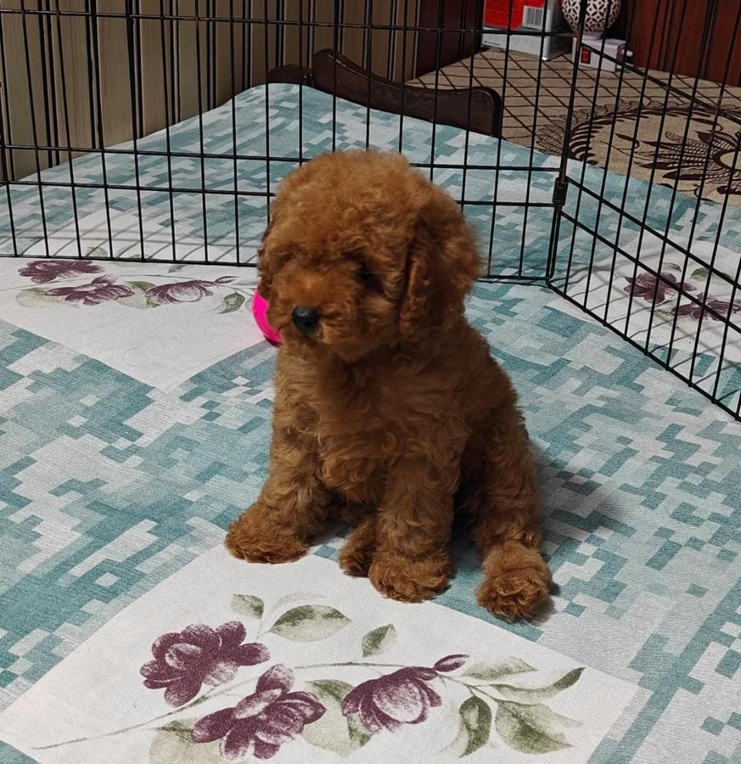 Toy Poodle in Durgapur