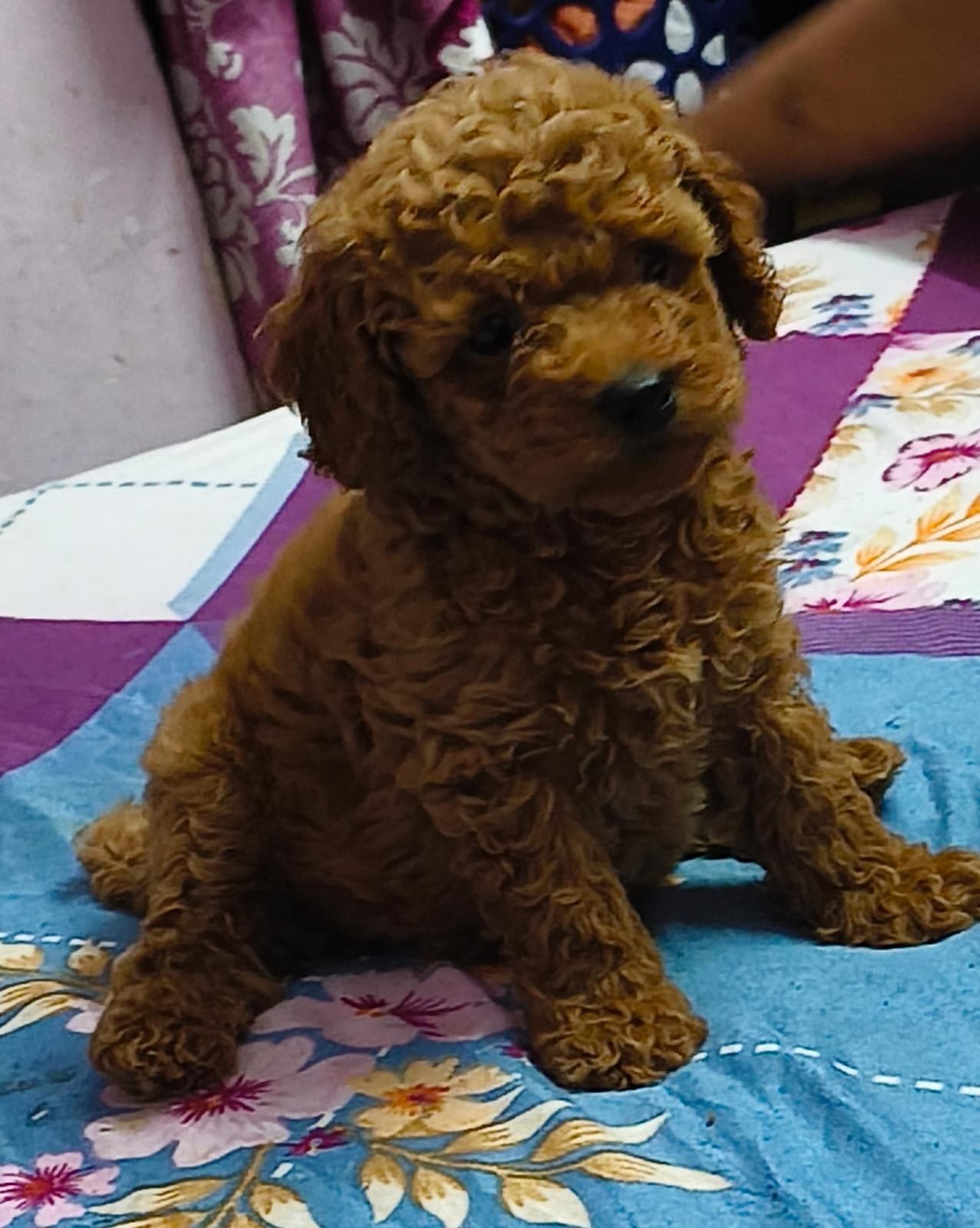 Toy Poodle in Hubli-Dharwad