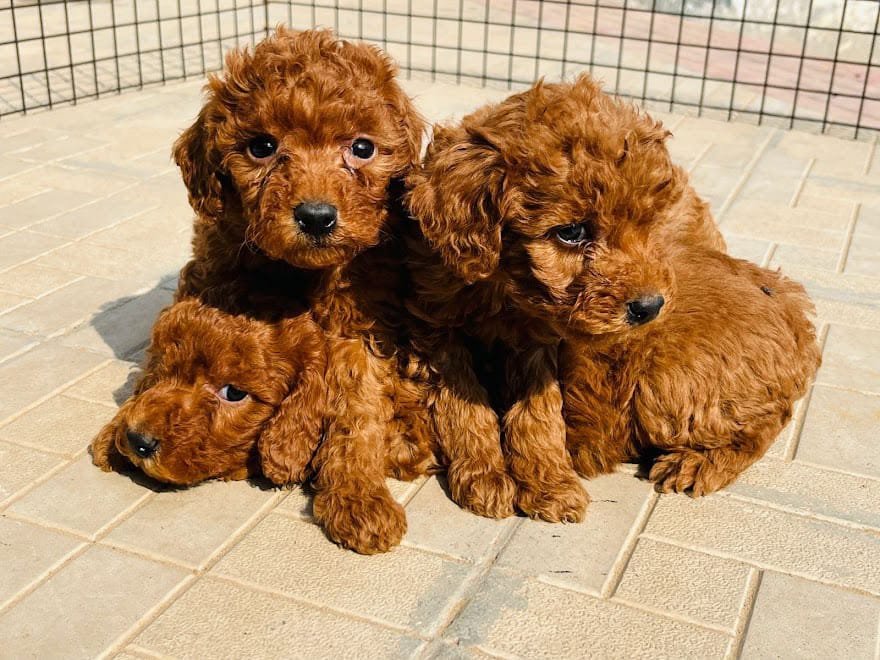 Toy Poodle Price in India (2026) - Complete City-Wise Cost, Lifespan & Buyer's Guide