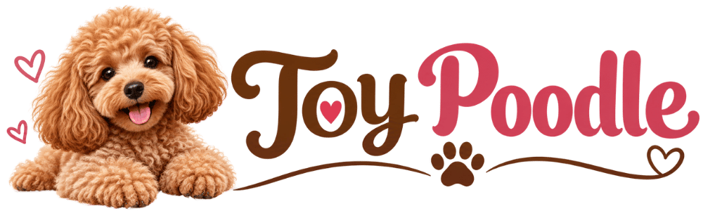 Toy Poodle Price